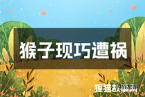 猴子现巧遭祸