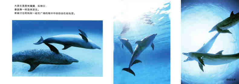亲子绘本 蓝色海洋中的海豚们绘本故事第7页