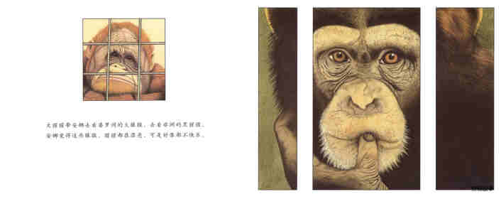 大猩猩绘本故事第10页