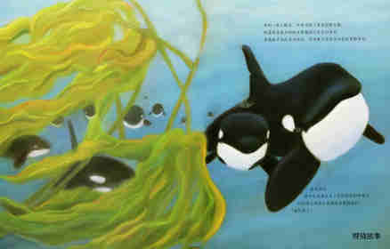 动物成长故事绘本：虎鲸家族传奇绘本故事第12页