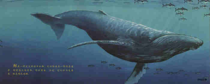 自然科学启蒙（第三辑）——喝乳汁的幼鲸绘本故事第2页