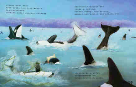 动物成长故事绘本：虎鲸家族传奇绘本故事第13页