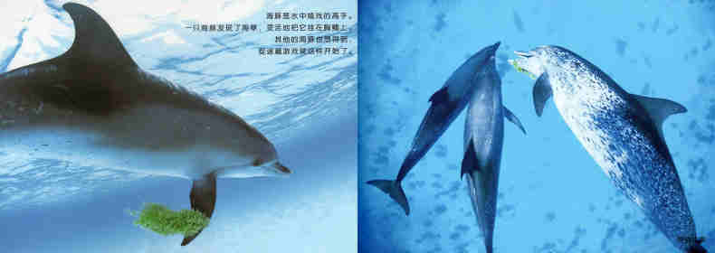 亲子绘本 蓝色海洋中的海豚们绘本故事第9页