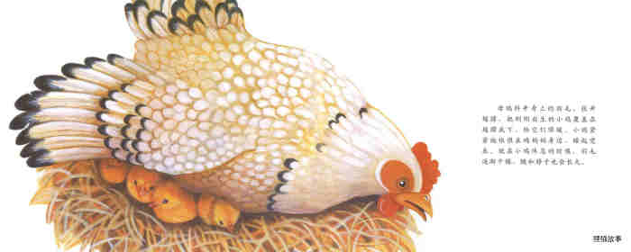 自然科学启蒙（第二辑）——小鸡从哪里来绘本故事第20页