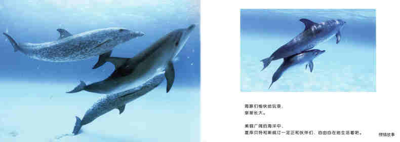 亲子绘本 蓝色海洋中的海豚们绘本故事第17页