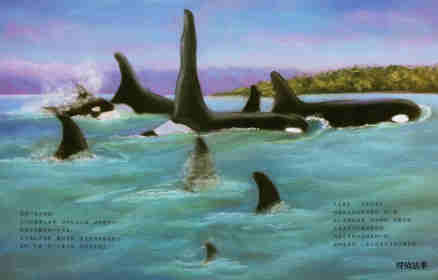 动物成长故事绘本：虎鲸家族传奇绘本故事第4页