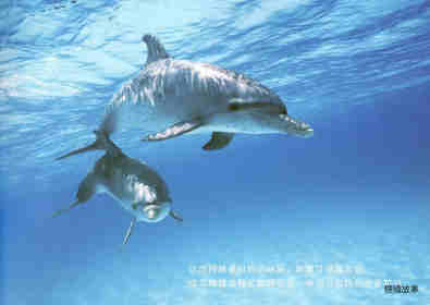 亲子绘本 蓝色海洋中的海豚们绘本故事第13页