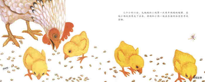 自然科学启蒙（第二辑）——小鸡从哪里来绘本故事第21页