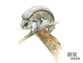 宝宝一起捉迷藏绘本故事第9页