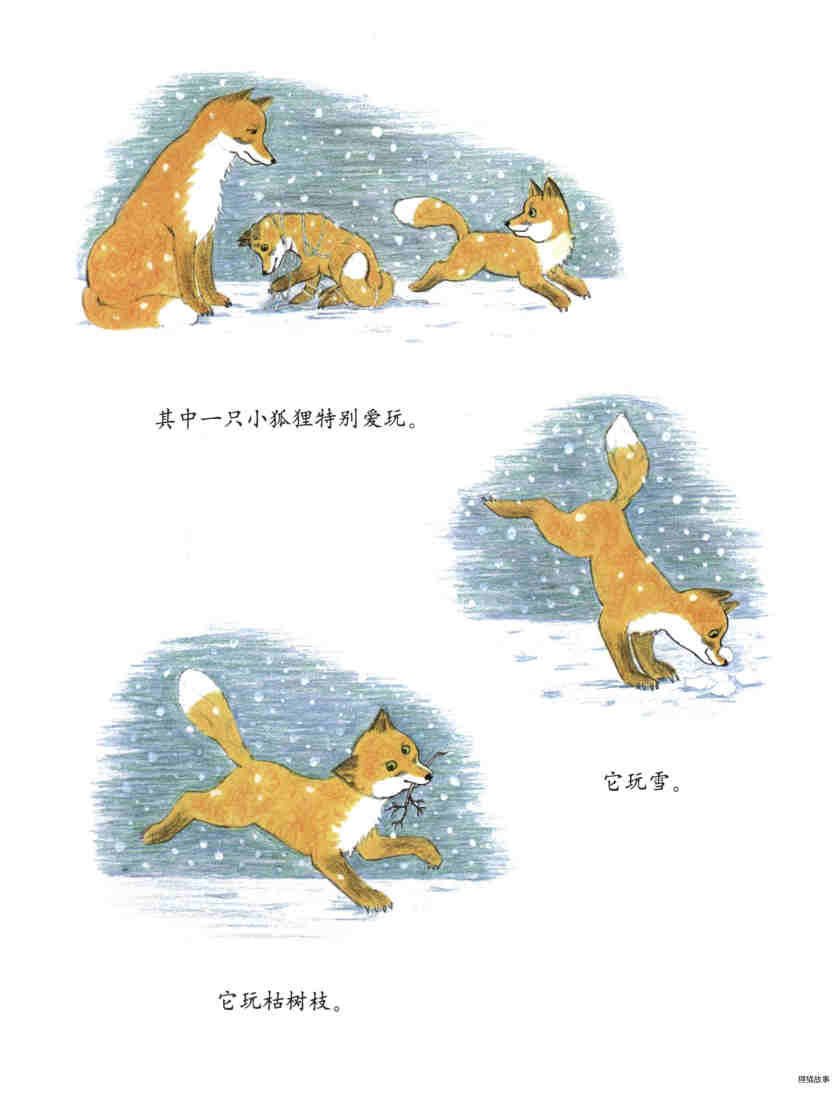 莫格的狐狸朋友绘本故事第12页