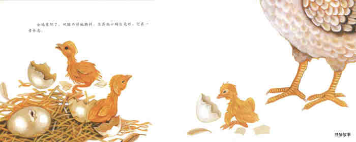 自然科学启蒙（第二辑）——小鸡从哪里来绘本故事第19页
