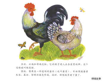 自然科学启蒙（第二辑）——小鸡从哪里来绘本故事第4页