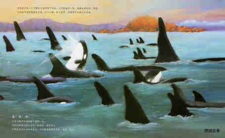动物成长故事绘本：虎鲸家族传奇绘本故事第10页
