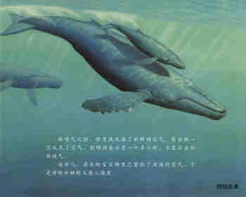 自然科学启蒙（第三辑）——喝乳汁的幼鲸绘本故事第10页