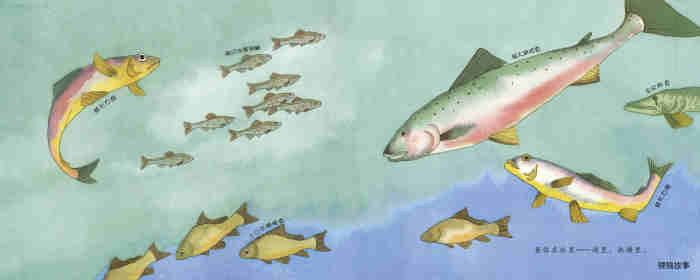 自然科学启蒙（第二辑）——认识鱼类绘本故事第2页