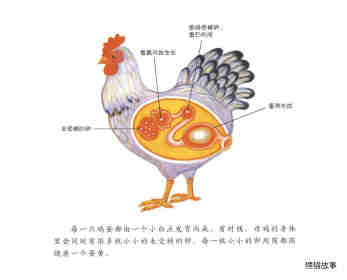 自然科学启蒙（第二辑）——小鸡从哪里来绘本故事第3页