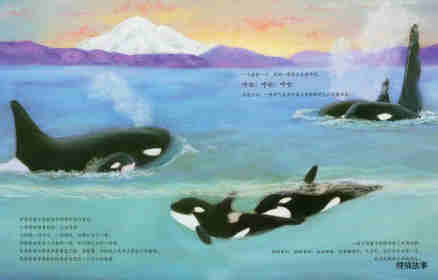 动物成长故事绘本：虎鲸家族传奇绘本故事第3页
