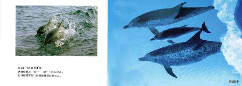 亲子绘本 蓝色海洋中的海豚们绘本故事第8页