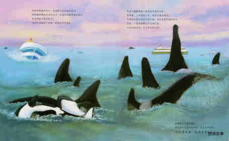动物成长故事绘本：虎鲸家族传奇绘本故事第8页