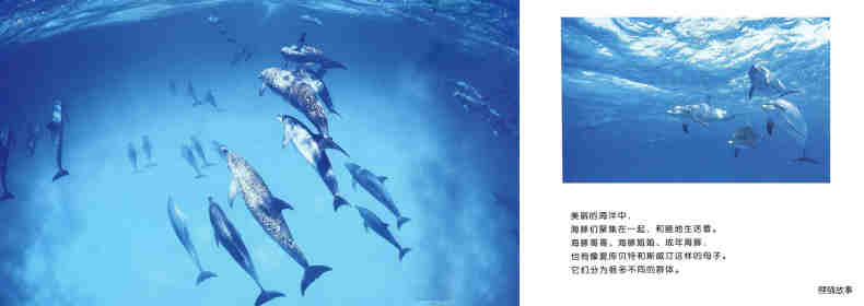 亲子绘本 蓝色海洋中的海豚们绘本故事第5页