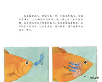 自然科学启蒙（第二辑）——认识鱼类绘本故事第11页