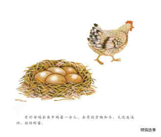自然科学启蒙（第二辑）——小鸡从哪里来绘本故事第10页