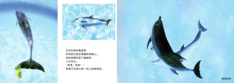 亲子绘本 蓝色海洋中的海豚们绘本故事第10页
