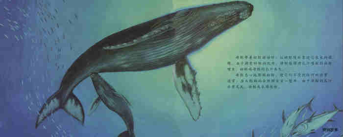 自然科学启蒙（第三辑）——喝乳汁的幼鲸绘本故事第11页