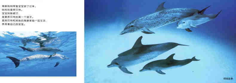 亲子绘本 蓝色海洋中的海豚们绘本故事第4页
