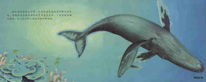 自然科学启蒙（第三辑）——喝乳汁的幼鲸绘本故事第5页