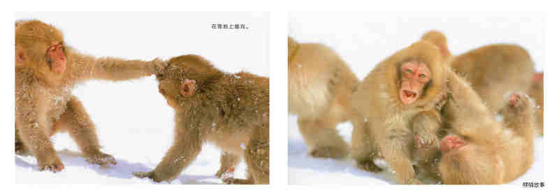 亲子绘本 喜欢暖暖的猴子绘本故事第12页