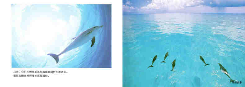 亲子绘本 蓝色海洋中的海豚们绘本故事第6页