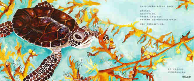 动物成长故事绘本：海龟奇奇成长记绘本故事第3页