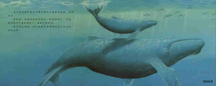 自然科学启蒙（第三辑）——喝乳汁的幼鲸绘本故事第17页