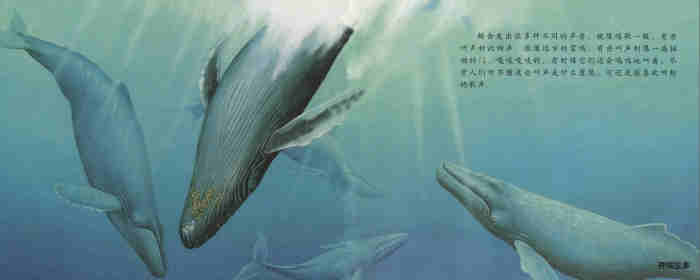 自然科学启蒙（第三辑）——喝乳汁的幼鲸绘本故事第14页
