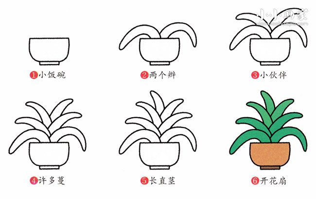 绘本故事未开花君子兰的简笔画画法图片步骤