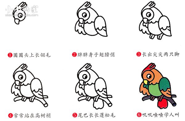 彩色漂亮鹦鹉简笔画画法图片步骤