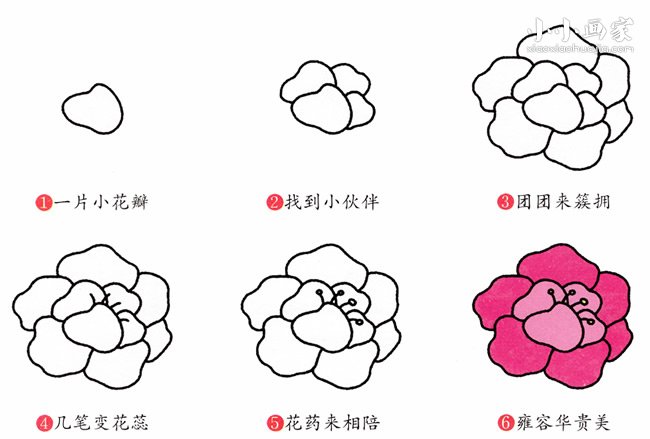 绘本故事美丽牡丹花简笔画画法图片步骤