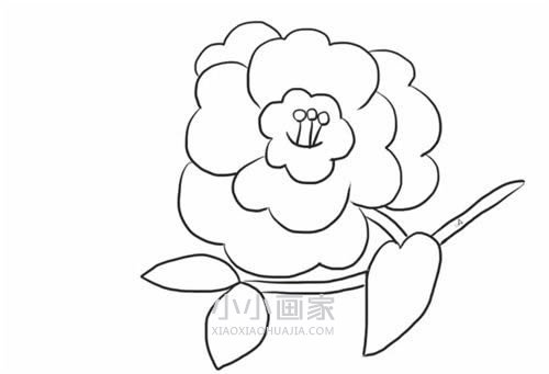 黑白山茶花简笔画画法图片步骤步骤1