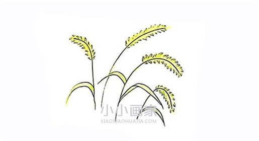 绘本故事彩色狗尾巴草简笔画画法图片步骤