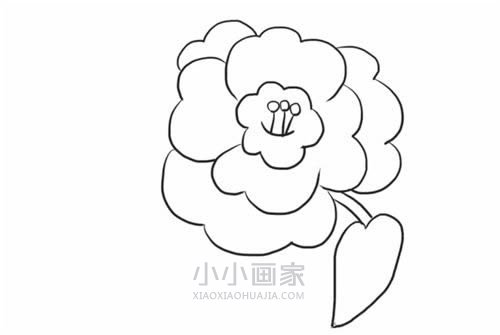 黑白山茶花简笔画画法图片步骤步骤7