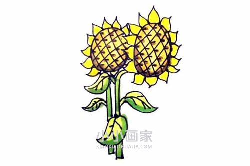 绘本故事两棵向日葵简笔画画法图片步骤