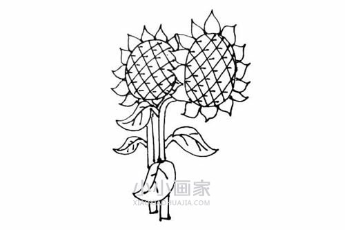 两棵向日葵简笔画画法图片步骤步骤9