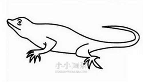 简单蜥蜴简笔画画法图片步骤步骤5