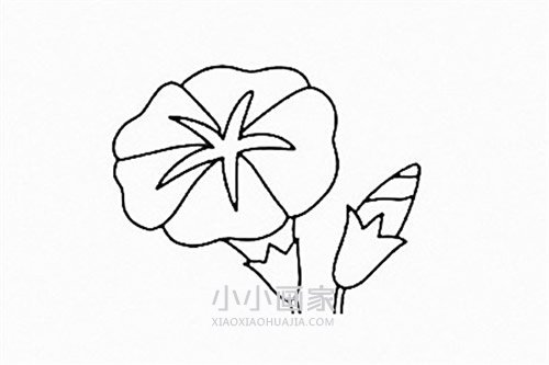 彩色牵牛花简笔画画法图片步骤步骤5