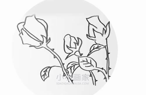 绘本故事简单玫瑰花简笔画画法图片步骤