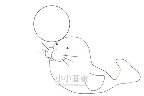 表演杂技海豹简笔画画法图片步骤步骤6