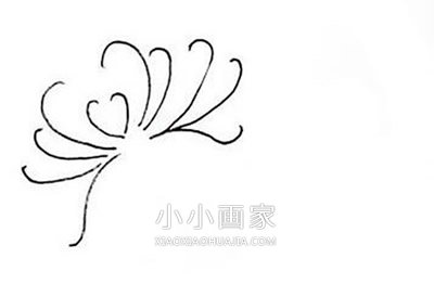 黑白菊花简笔画画法图片步骤步骤2