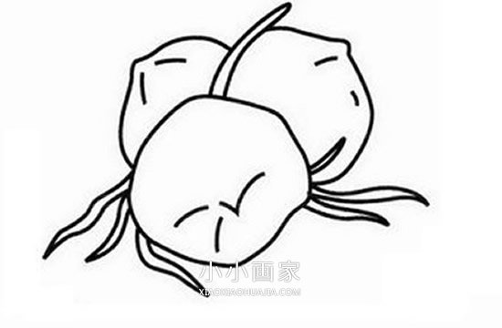 切开的椰子简笔画画法图片步骤步骤5