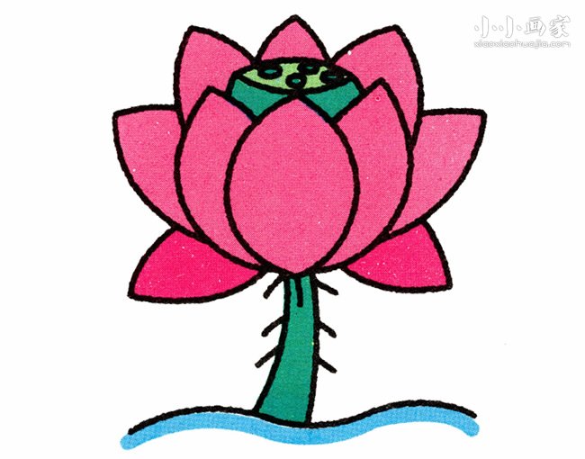 彩色荷花简笔画画法图片步骤步骤1